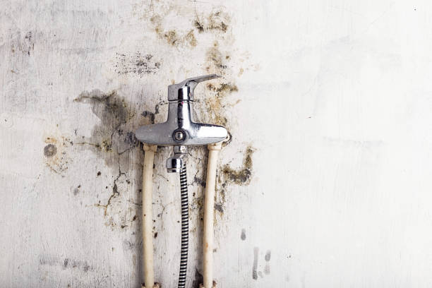 Best Residential Mold Remediation in Penryn, CA