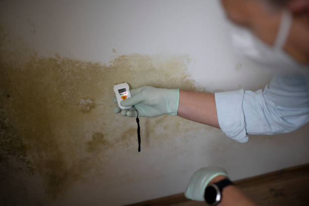 Best Basement Mold Remediation in Penryn, CA