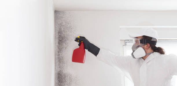 Best Emergency Mold Remediation in Penryn, CA