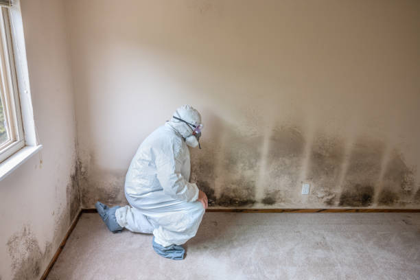 Professional Mold Remediation in Penryn, CA