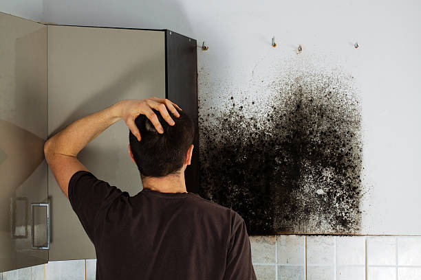 Best Bathroom Mold Remediation in Penryn, CA