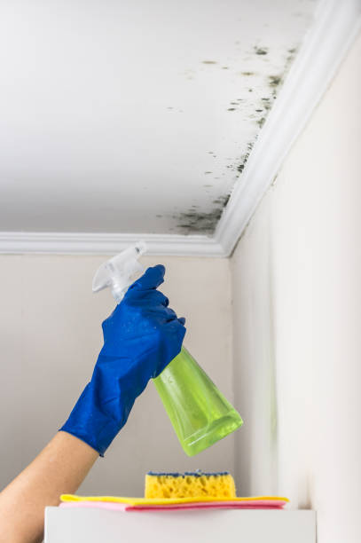 Best Kitchen Mold Remediation in Penryn, CA